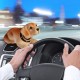 Chien Pendulaire