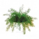 La Plante Neptune anti-moustiques : lot de 2 plantes