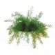 La Plante Neptune anti-moustiques : lot de 2 plantes