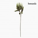Fleur Mousse Vert by Homania